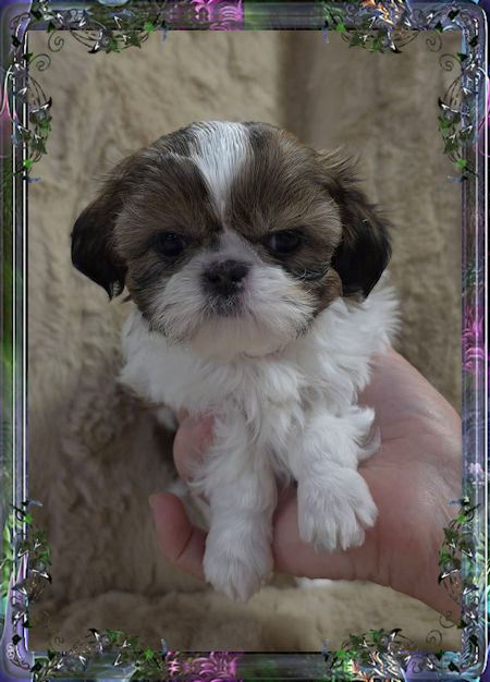 Tiny little male chinese imperial shih tzu puppies for sale teacup